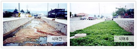 수생정화식물 식재사업 사진