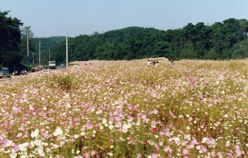 1990년대 축산 도곡리 7번 국도변 코스모스