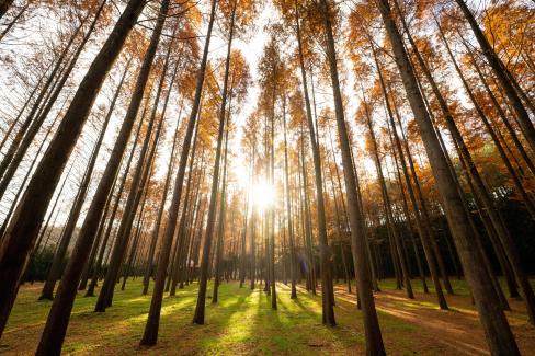 2022. 11월 영해 벌영리 메타세쿼이아 숲