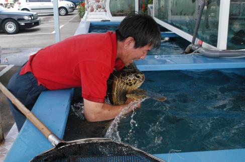2004. 8월 남정면 구계리 거북이