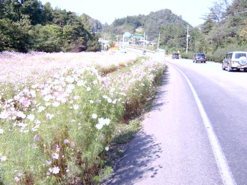 2004. 9월 축산면 고곡리 7번국도 코스모스길