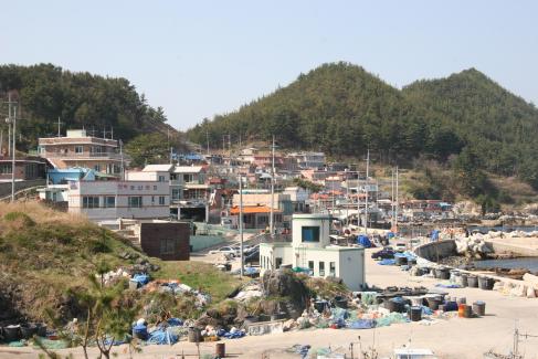 2005. 4월 축산면 경정리(차유마을)