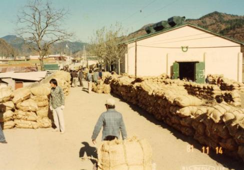 1981년 달산 추곡수매 현장(대지공판장 81.11.14)