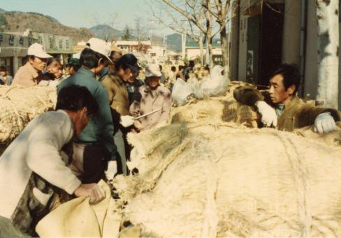 1981년 달산면 대지동 추곡 수매