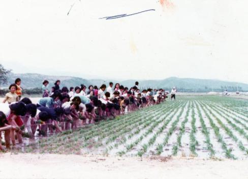 1981년 달산 국민학생 모내기 작업(81.6.30)