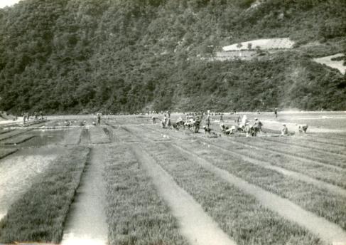 1980년 달산중학생 원농 작업(80.6.27)