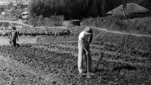 1957년 축산면 도곡리 보리파종