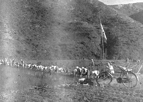 1962년 축산면 도곡리 모내기