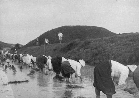 1962년 축산면 도곡리 모내기