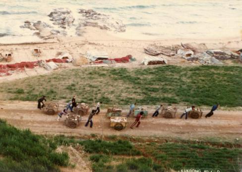1980년 축산면 경정1리 청소년회 해안길 환경정화
