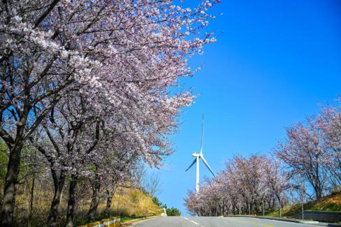 2024. 4월 풍력발전단지 벚꽃