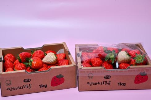 영덕 딸기 사진