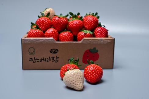 영덕 딸기 사진