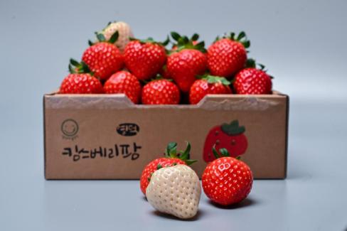 영덕 딸기 사진