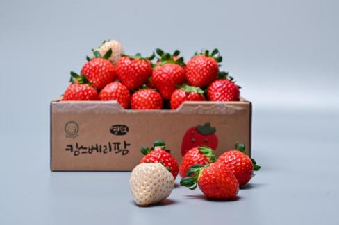 영덕 딸기 사진