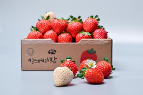 영덕 딸기 사진