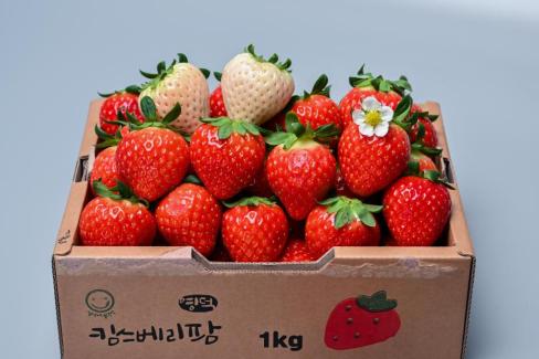 영덕 딸기 사진