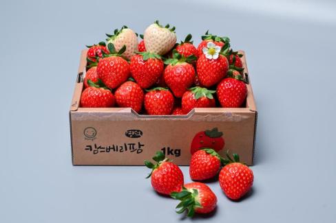 영덕 딸기 사진