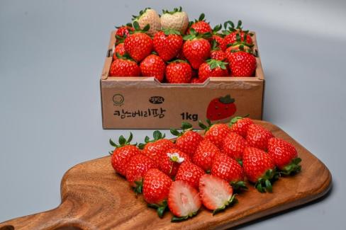 영덕 딸기 사진