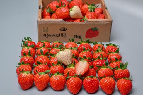 영덕 딸기 사진