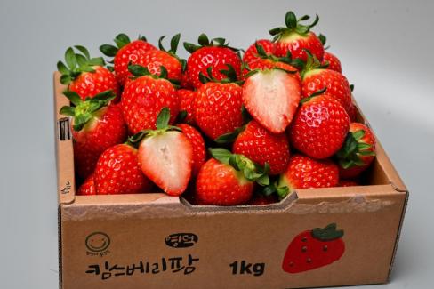 영덕 딸기 사진