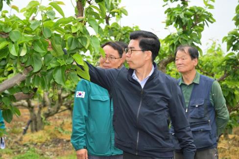2025. 5. 15 병곡면 배 피해농가 방문