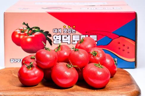 2025. 3월 영덕 토마토