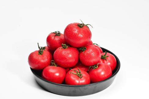 2025. 3월 영덕 토마토 사진
