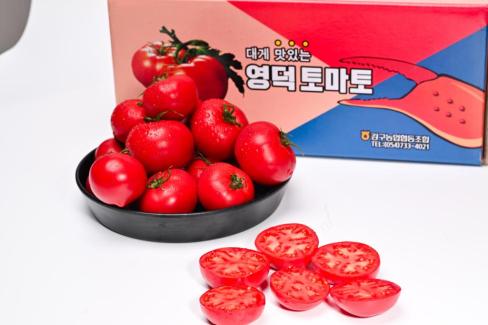 2025. 3월 영덕 토마토 사진