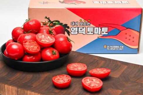 2025. 3월 영덕 토마토 사진