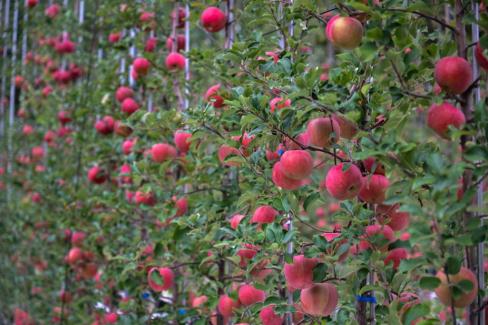 2025. 10. 21 영덕 2축 사과원 조성 시범사업 평가회