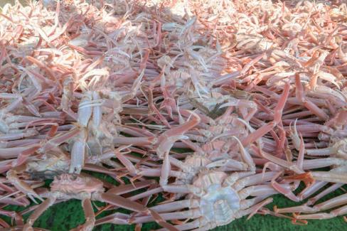 2025. 11. 3 강구수협 영덕대게 첫 위판