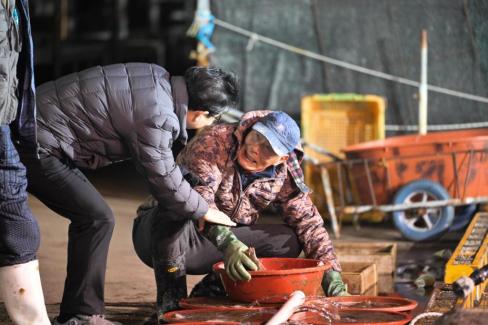 2025. 11. 29 강구수협, 북부수협 위판장 사진