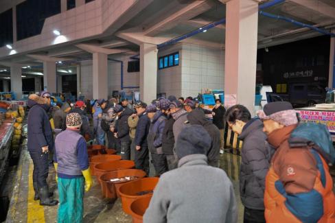 2025. 11. 29 강구수협, 북부수협 위판장 사진