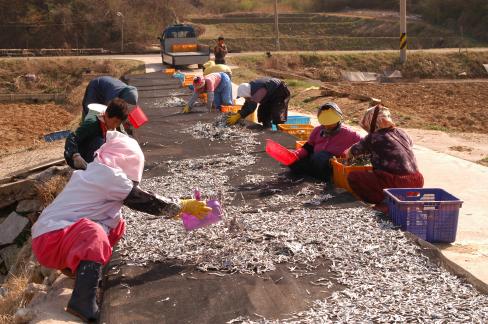 2004. 3. 31 멸치 건조작업 사진