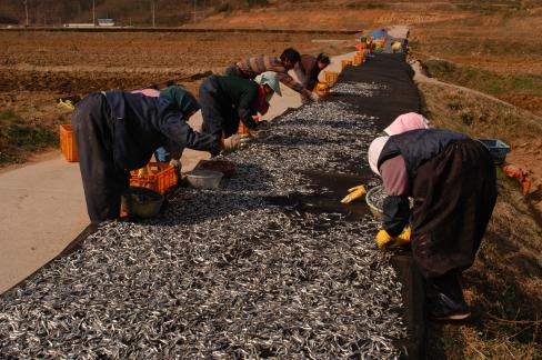 2004. 3. 31 멸치 건조작업 사진