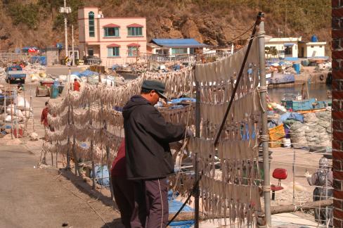 2004년 오징어건조모습 사진