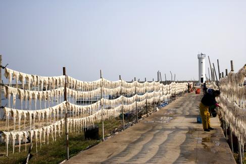 2007년 오징어건조모습 사진
