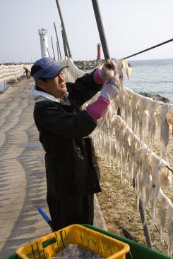 2007년 오징어건조모습 사진