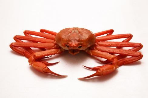 홍게 사진 사진