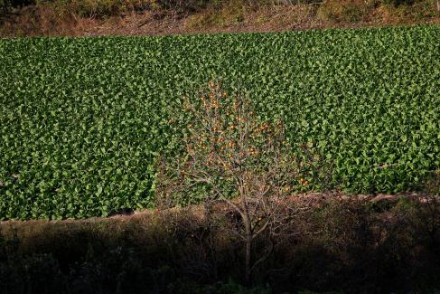 2008