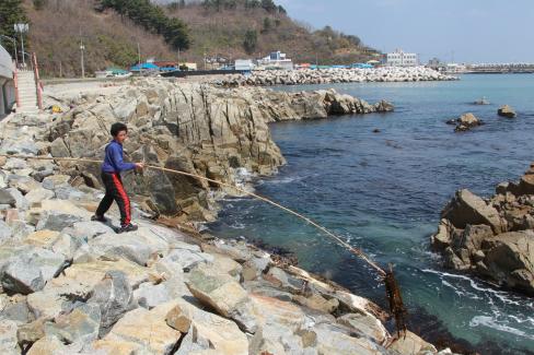 2013. 4. 10 창포리 미역 채취, 건조 작업