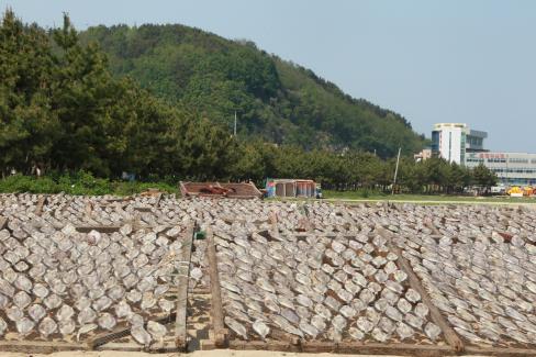 2013. 5. 6 가자미 건조작업