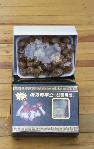 신령버섯